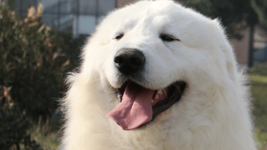 Photo of Il cane più bello del mondo 2023 vive vicino a Torino