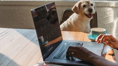 Photo of I cani e i gatti al lavoro: il Piemonte investe sui “Pet Hub”