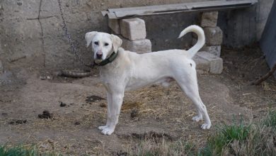 Photo of Nichelino: il Comune vieta l’uso della catena per legare i cani