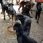 Sequestro di cani a Barriera di Milano: più di 50 animali salvati