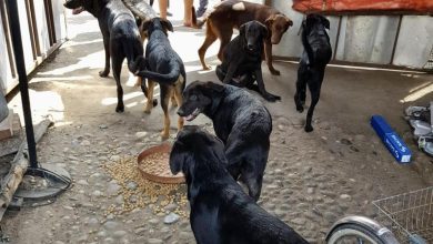 Photo of Sequestro di cani a Barriera di Milano: più di 50 animali salvati
