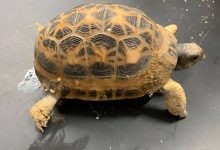 Photo of Nichelino: trovata una tartaruga rara abbandonata in un parco