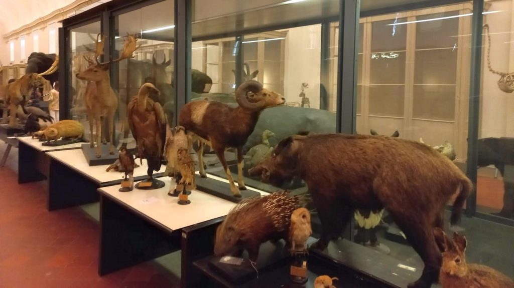 Riapertura-del-Museo-di-Scienze-Naturali-di-Torino-il-12-gennaio-2024-1024x575