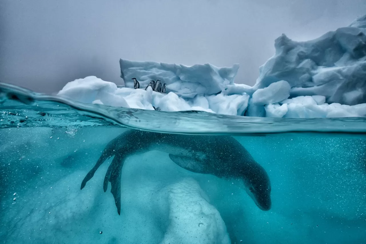 grossa foca in acqua ghiacciata blu- iceberg