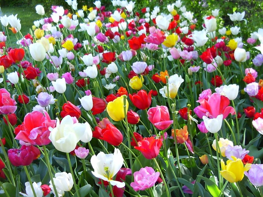 campo di fiori colorati