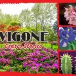 Vigoflor 2024 Vigone: il grande evento floreale