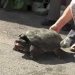 Abbandonata pericolosa tartaruga azzannatrice nel torinese