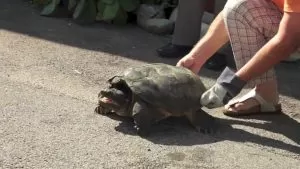 tartaruga in strada