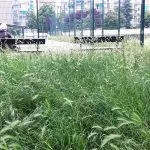 Emergenza erba alta a Torino: iniziato lo sfalcio nei giardini
