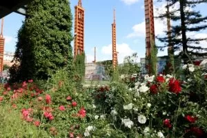rose rosse e bianche in parco Dora
