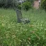 Emergenza erba alta a Torino: il comune corre ai ripari per l’estate 2024