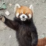 Zoom: nato un cucciolo di Panda Rosso (specie in via di estinzione)