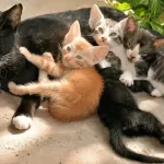Il Comune di Torino cerca volontari per la cura dei gatti randagi della città