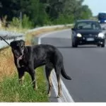 #Senontiportononparto: la campagna della polizia di Stato contro l’abbandono di cani d’estate