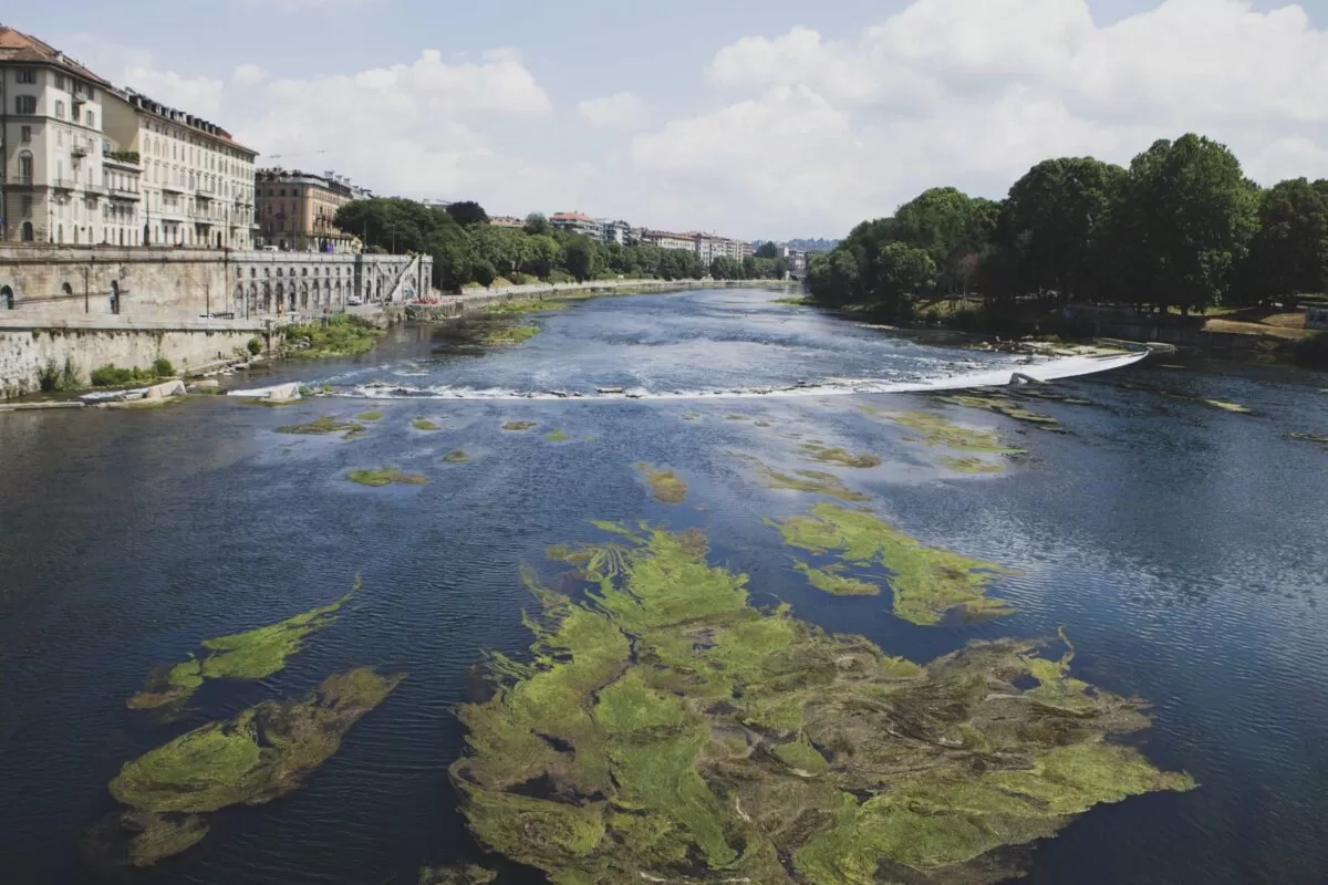 Alghe nel fiume Po