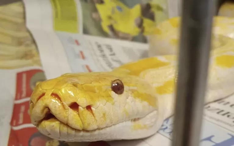 muso serpente pitone albino bianco e giallo