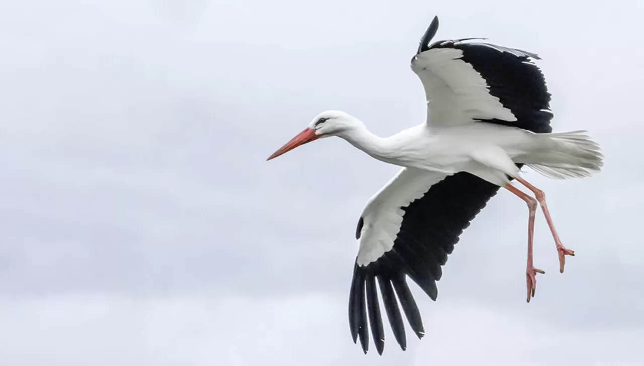 Cicogna bianca e nera in volo con ali spiegate