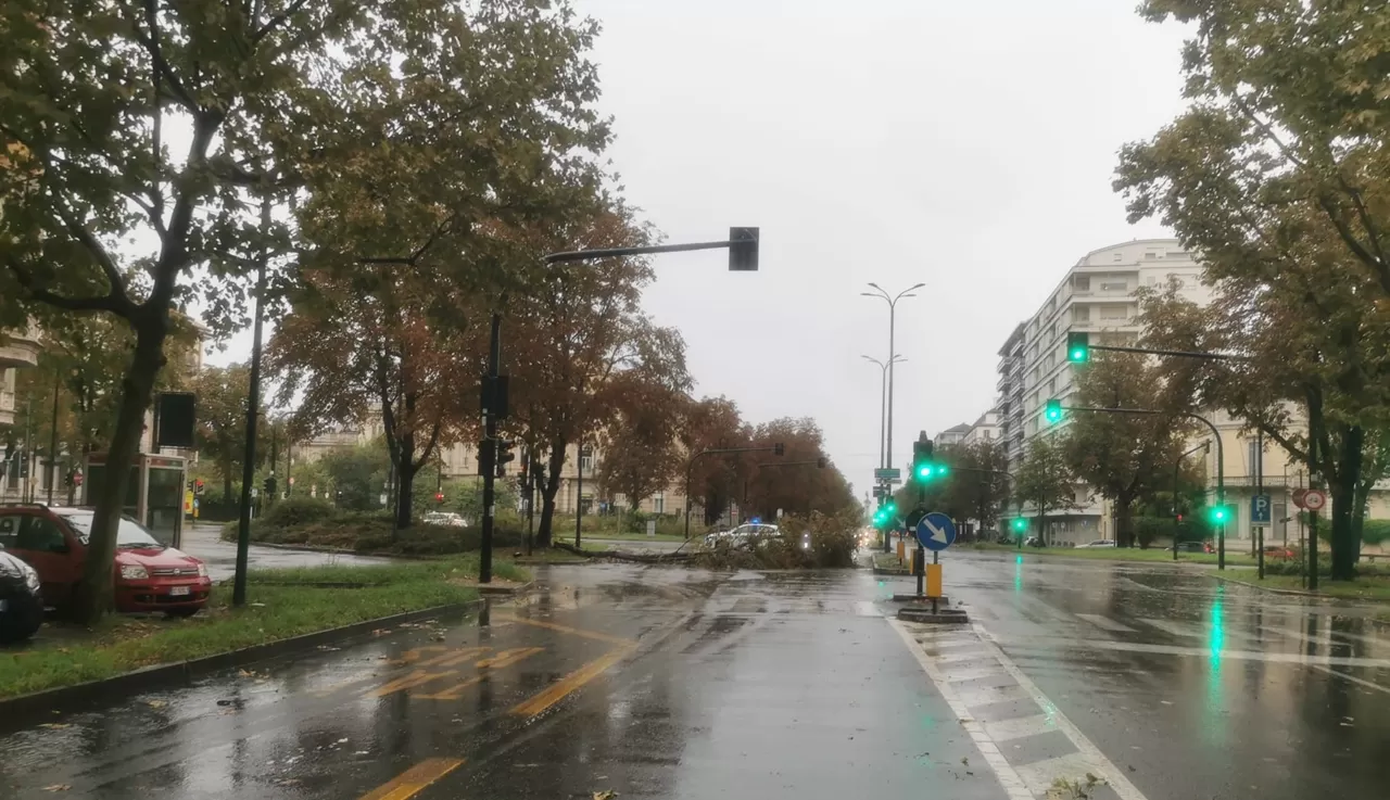 albero caduto su viale di Torino sotto la pioggia