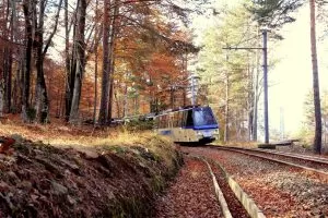 treno attraversa percorso con alberi in autunno di giorno