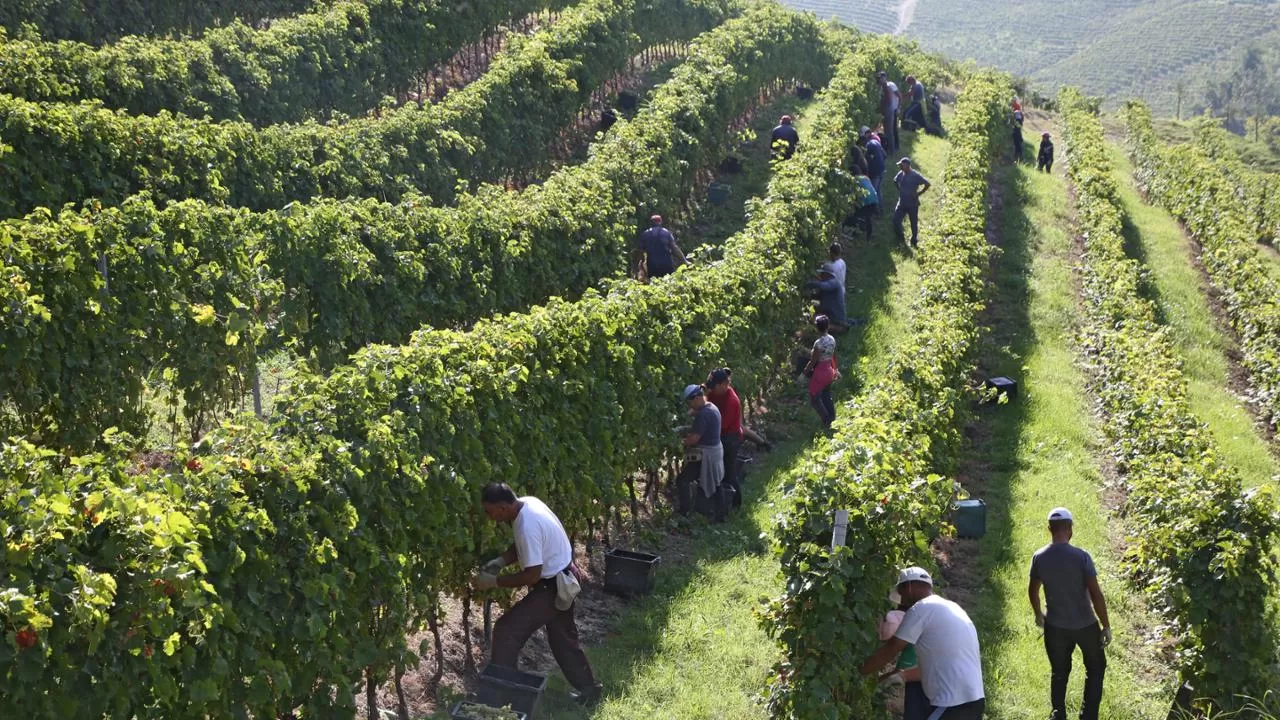 uomini raccolgono uva in vigna di giorno