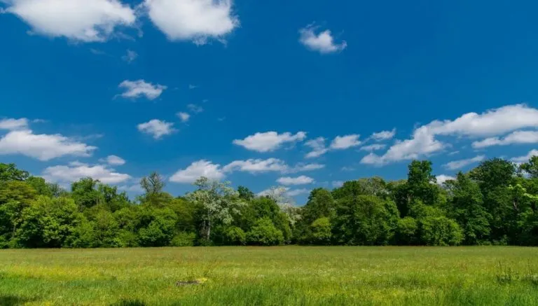 Paesaggio verde con prato fiorito e bosco sullo sfondo sotto un cielo azzurro con nuvole bianche. Un'anteprima del futuro Nuovo Bosco Racconigi 2025, un progetto di riforestazione per la sostenibilità ambientale