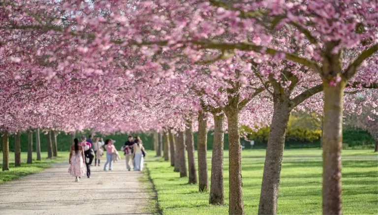 Ciliegi in fiore nei giardini della Reggia di Venaria nel 2025, con visitatori che passeggiano sotto i rami fioriti durante la primavera.