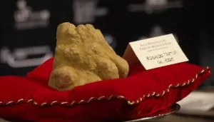 Tartufo bianco da 1005 grammi esposto su cuscino rosso durante l’Asta Mondiale del Tartufo Bianco d’Alba al Castello di Grinzane Cavour