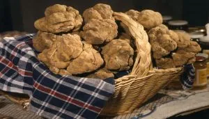 Cesto di tartufi bianchi d’Alba esposti su una tovaglia a scacchi, pronti per la vendita o la degustazione