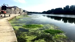 Banchi di alghe Elodea galleggiano lungo la riva del fiume Po a Torino, nel tratto dei Murazzi, creando chiazze verdi tra l’acqua stagnante e i marciapiedi in pietra