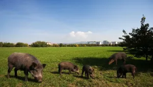 Foto realistica generata con intelligenza artificiale che mostra cinghiali a Nichelino e Mirafiori Sud