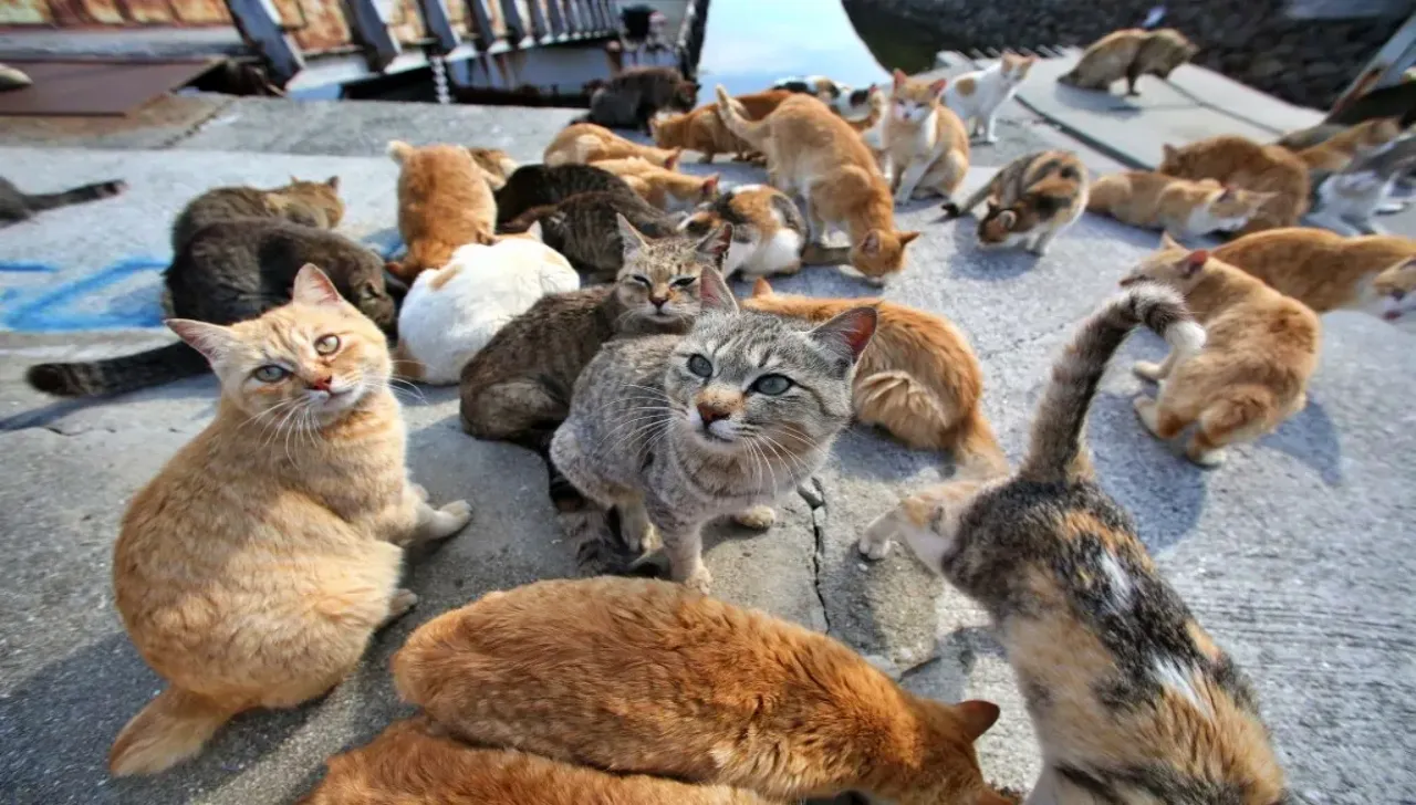Colonie feline a Torino: gruppo di gatti liberi accuditi all’aperto da volontari cittadini