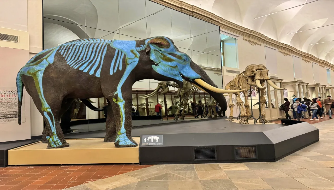Sala espositiva del Museo di Scienze Naturali di Torino con scheletro e ricostruzione di elefante preistorico