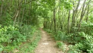 sentiero nella vasta vegetazione verde verde del bosco del Ghiaro