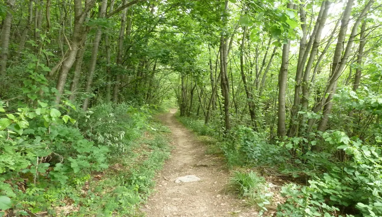 sentiero nella vasta vegetazione verde verde del bosco del Ghiaro