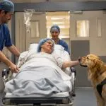 Cani accompagnano i pazienti in sala operatoria al Martini di Torino: il progetto di Dog Therapy prima dell’intervento
