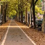 Foglie a terra in piena estate: a Torino gli alberi mostrano i segni del caldo