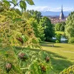 Popillia japonica a Torino: parchi e orti sotto attacco, il picco potrebbe ancora arrivare