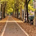 Torino prova a salvare 7mila giovani alberi dalla siccità con irrigazioni ogni settimana