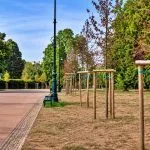 Nuovi alberi del Valentino in sofferenza: caldo e siccità mettono a rischio le piantumazioni