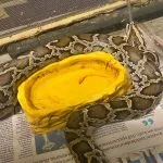 Cucciola di pitone trovata in un cortile a Settimo Torinese: era denutrita e infreddolita