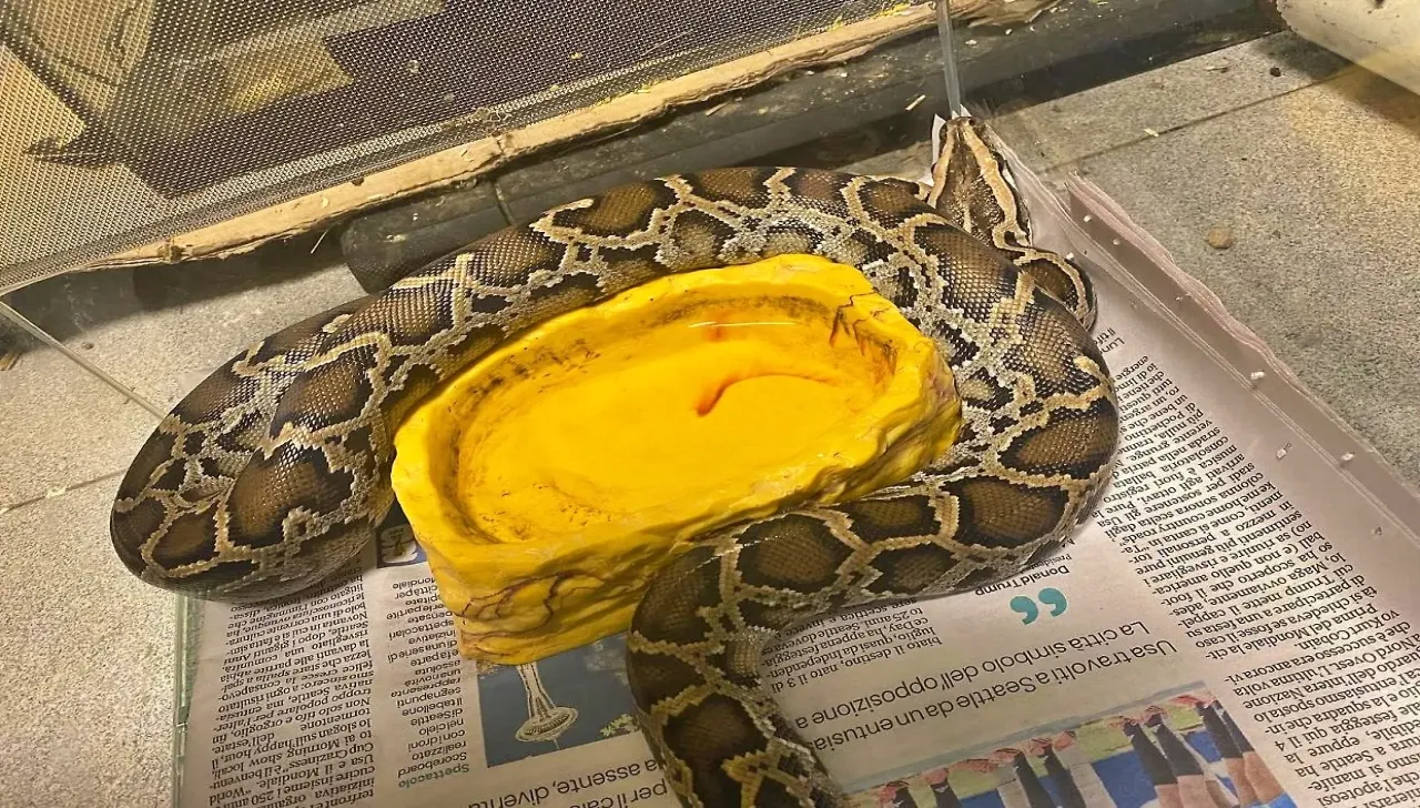 Cucciola di pitone trovata in un cortile a Settimo Torinese: era denutrita e infreddolita